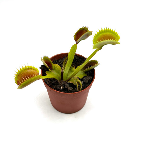 Dionaea muscipula Great White Shark