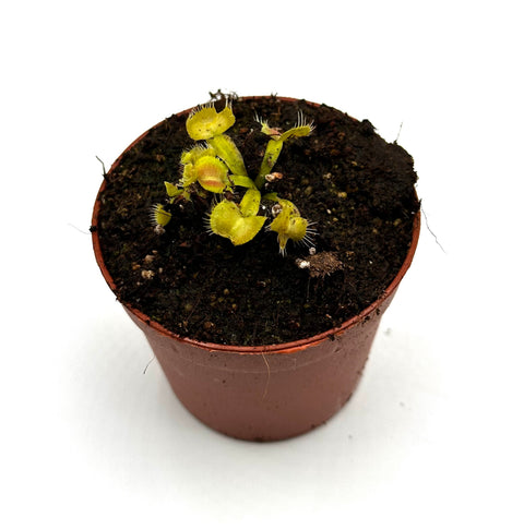 Dionaea muscipula Spiderman