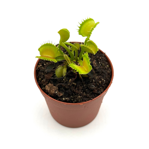 Dionaea muscipula "Anémona" (Laboratorios Caput Mundi)