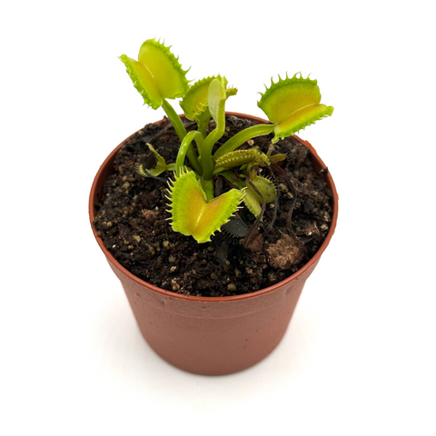 Dionaea muscipula "Anémona" (Laboratorios Caput Mundi)