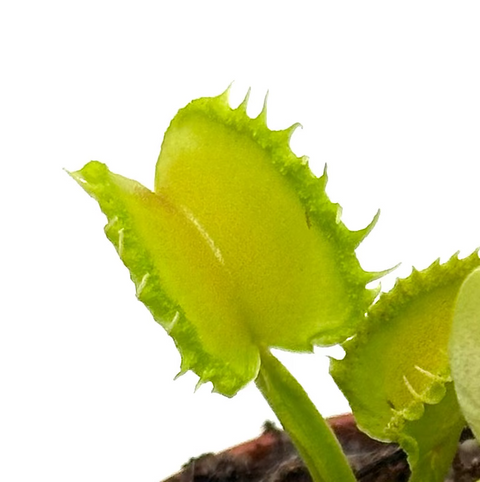 Dionaea muscipula "Anémona" (Laboratorios Caput Mundi)