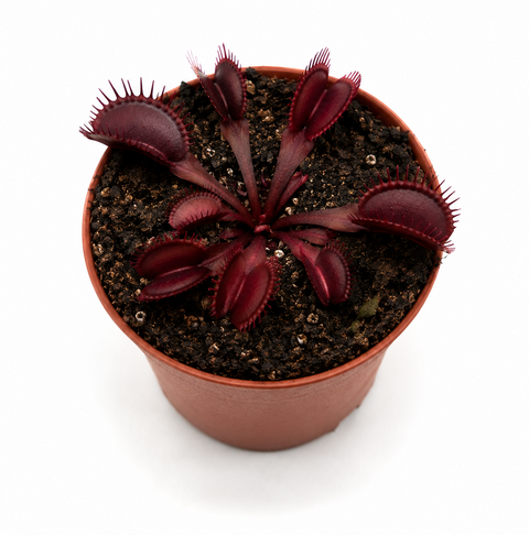 Dionaea muscipula Great Teeth All Red