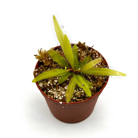 Drosera adelae “Alba”