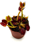 Dionaea muscipula "Boa constrictor" (Laboratorios Caput Mundi)