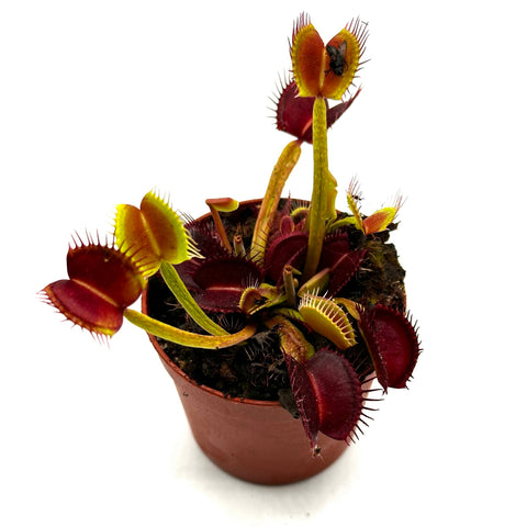 Dionaea Muscipula "Boa Constrictor" (Caput Mundi Labs)