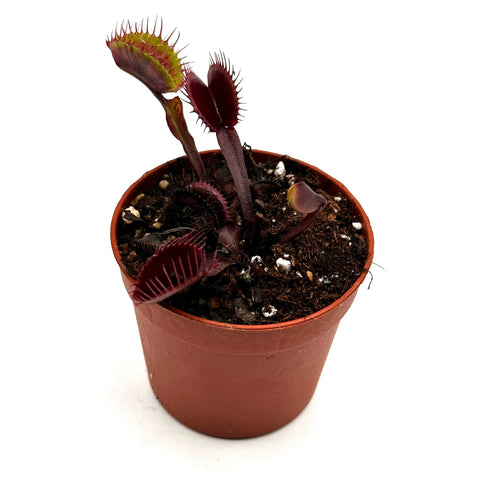 Dionaea Muscipula "Krampfader" 