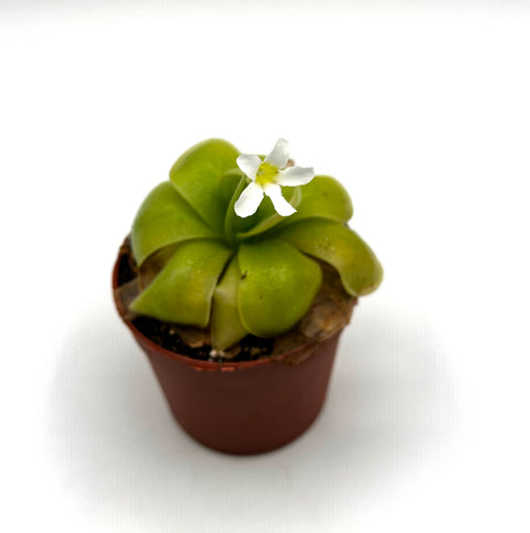 Pinguicula ibarrae