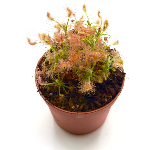 Drosera scorpioides