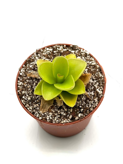 Pinguicula × Gina