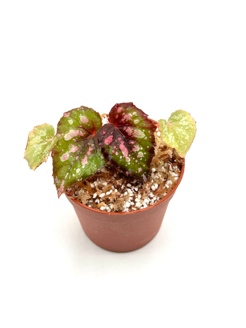 Begonia rex