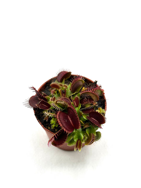 Dionaea Muscipula "B52"