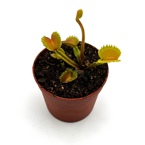 Dionaea muscipula Diabolic’s horns
