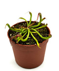 Darlingtonia californica