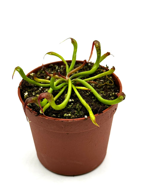 Darlingtonia californica