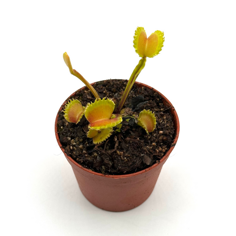 Dionaea muscipula Diabolic’s horns