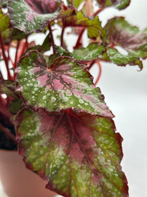 Begonia rex