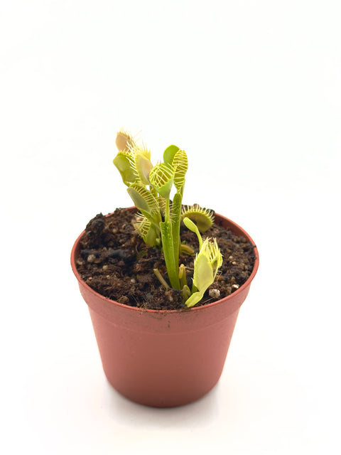 Dionaea Muscipula " Filo Spinato" (Caput Mundi Labs)