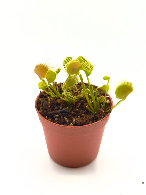 Dionaea Muscipula " Filo Spinato" (Caput Mundi Labs)