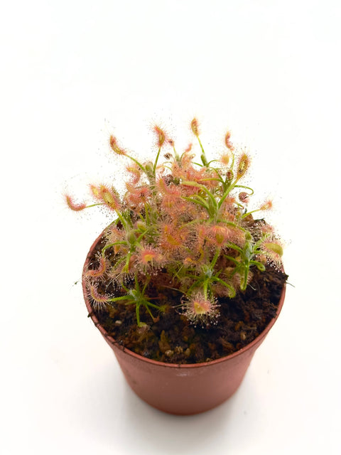 Drosera Scorpioides