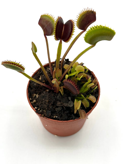 Dionaea Muscipula "Wine Mounth"