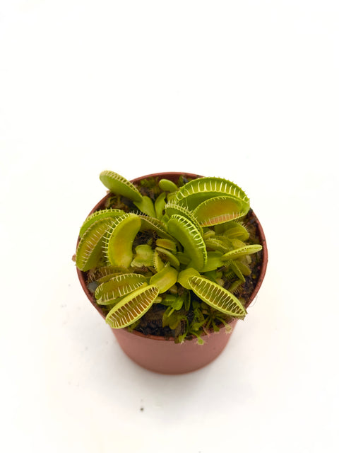 Dionaea Muscipula "Ramesse I"