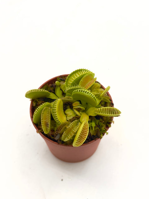 Dionaea Muscipula "Ramesse I"