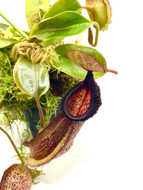 Nepenthes