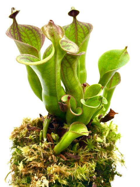 Heliamphora "Macdonaldae"