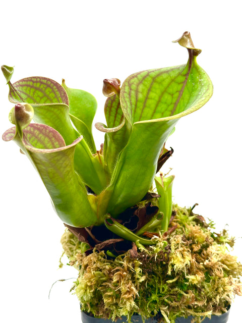 Heliamphora