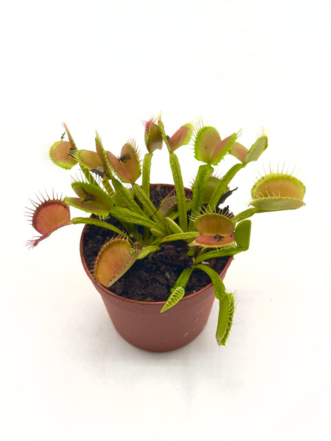 Dionaea Muscipula "Boa Constrictor" (Caput Mundi Labs)