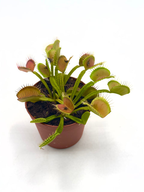 Dionaea Muscipula "Boa Constrictor" (Caput Mundi Labs)
