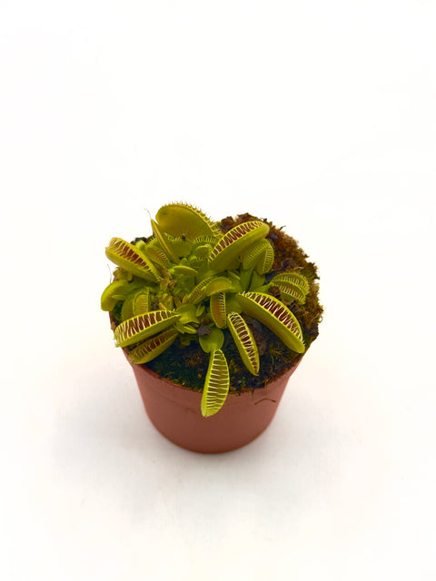 Dionaea Muscipula "Alien"