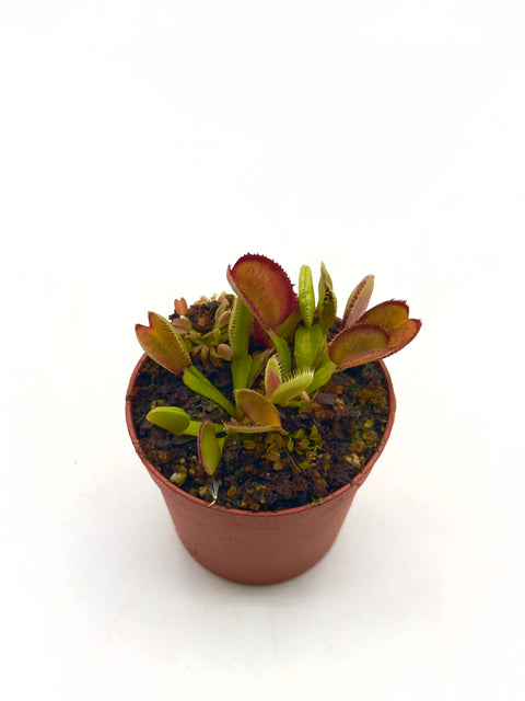 Dionaea Muscipula "Carboni Ardenti"