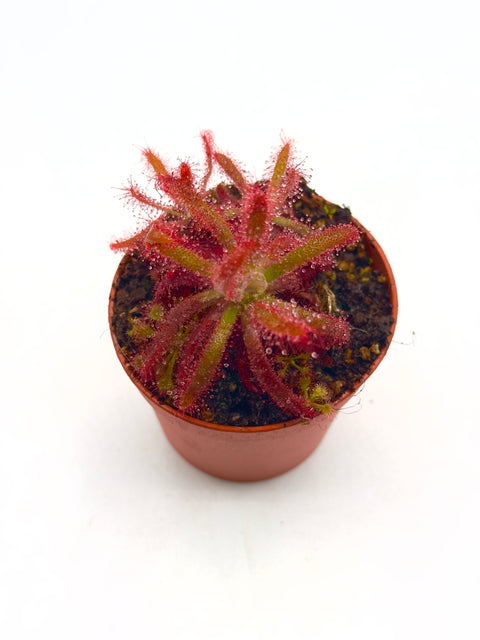 Drosera Graomogolensis