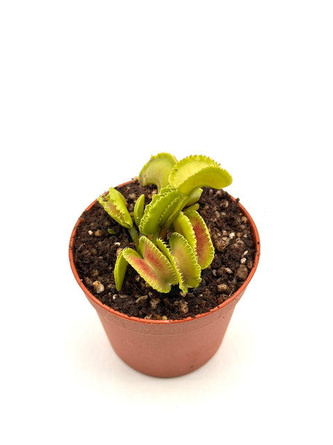 Dionaea Muscipula "Kim Il-Sung"