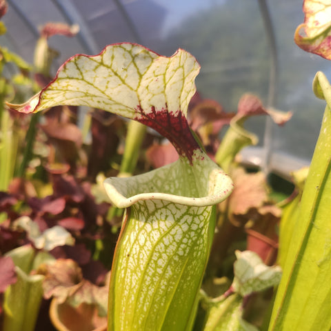 Sarracenia leucophylla 'Clone Leah Wilkerson × Adsians Slack Clone D Miroslav'