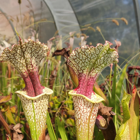 Sarracenia Moorei Conecuh, Covington Co. SXM54 (Cedric)