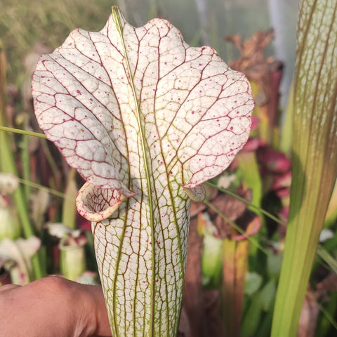 Sarracenia "Trinità"
