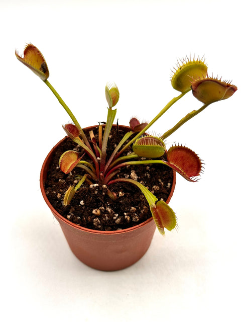 Dionaea Muscipula "Booman's Mutant"