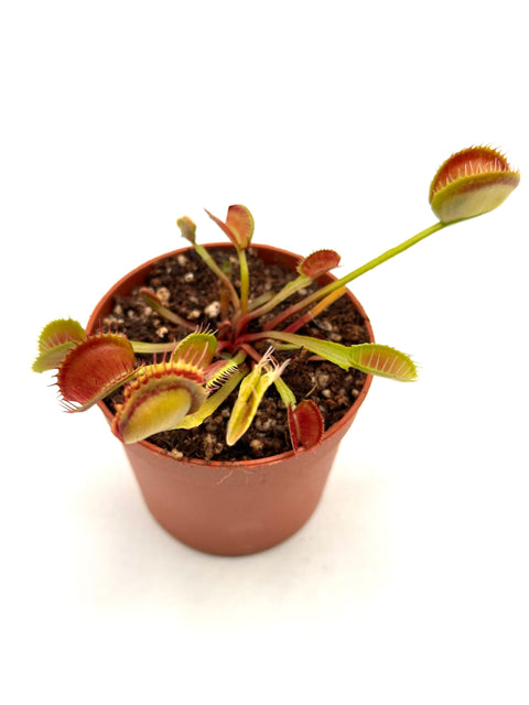 Dionaea Muscipula "Booman's Mutant"