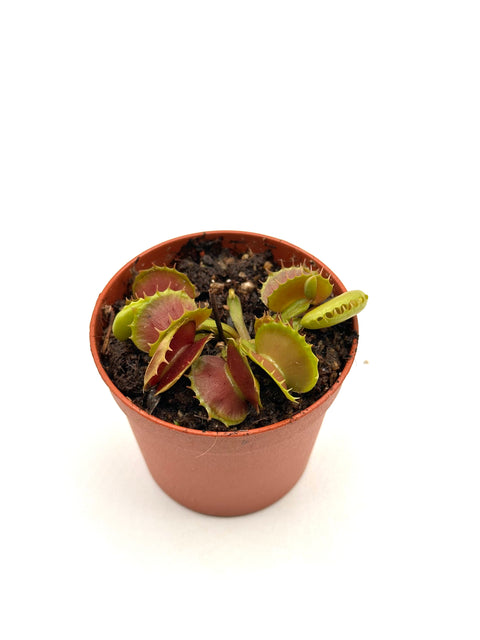 Dionaea Muscipula "Villarica"