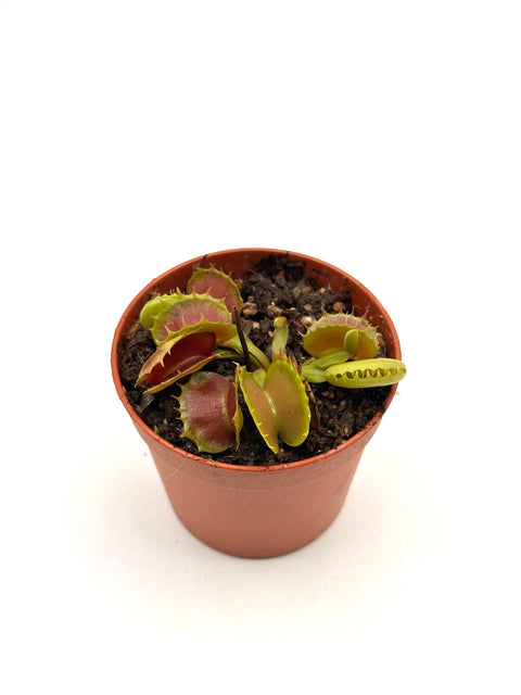 Dionaea Muscipula "Villarica"