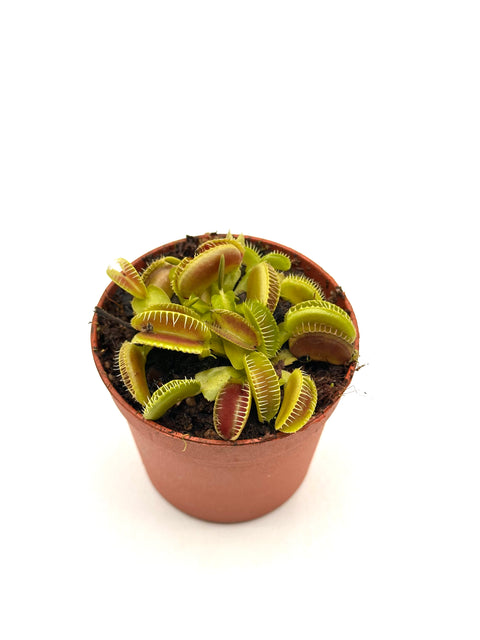 Dionaea Muscipula "Jaws Smile"