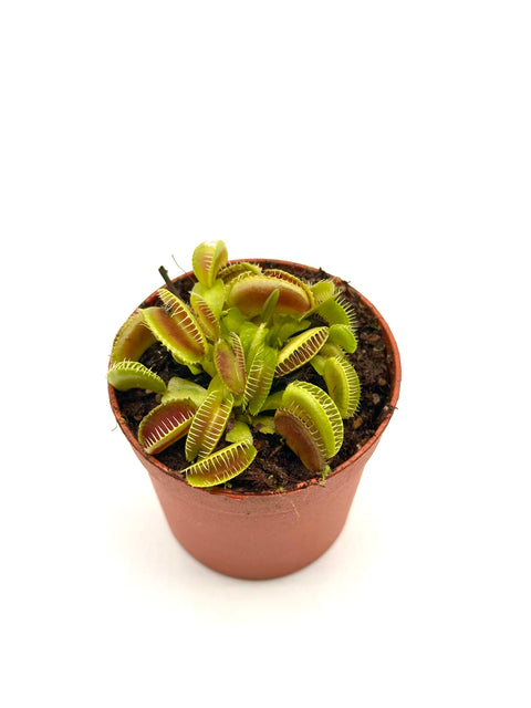 Dionaea Muscipula "Jaws Smile"