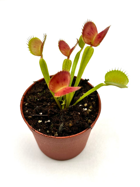 Dionaea Muscipula "CK Equinox"