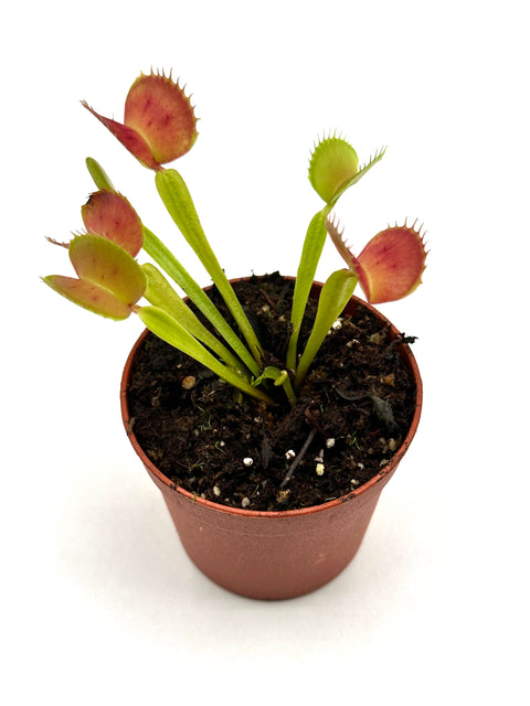 Dionaea Muscipula "CK Equinox"