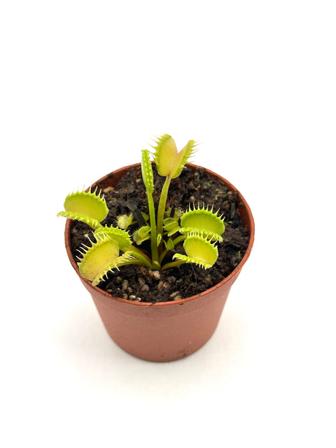 Dionaea Muscipula "Anemone" (Caput Mundi Labs)