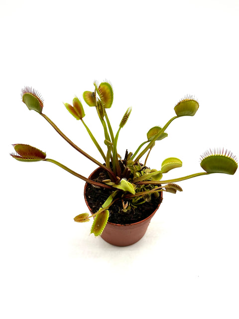 Dionaea Muscipula "Creeping Death"