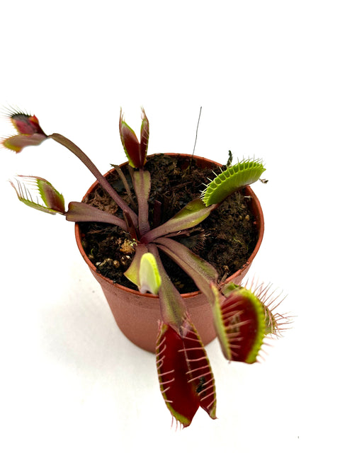 Dionaea Muscipula "Krampfader"