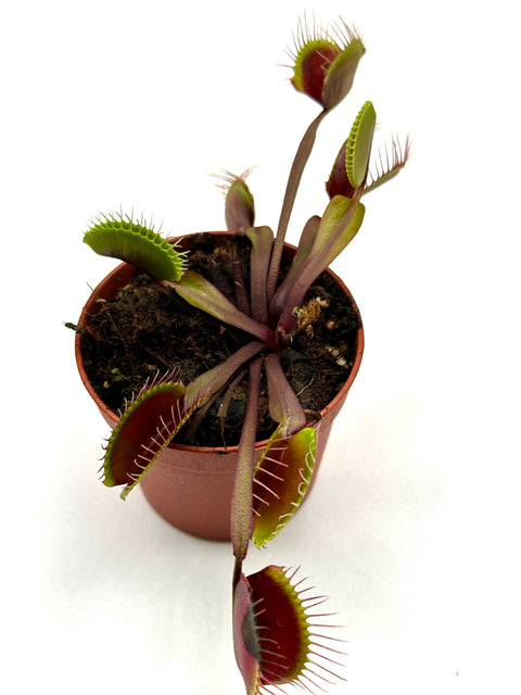 Dionaea Muscipula "Krampfader"